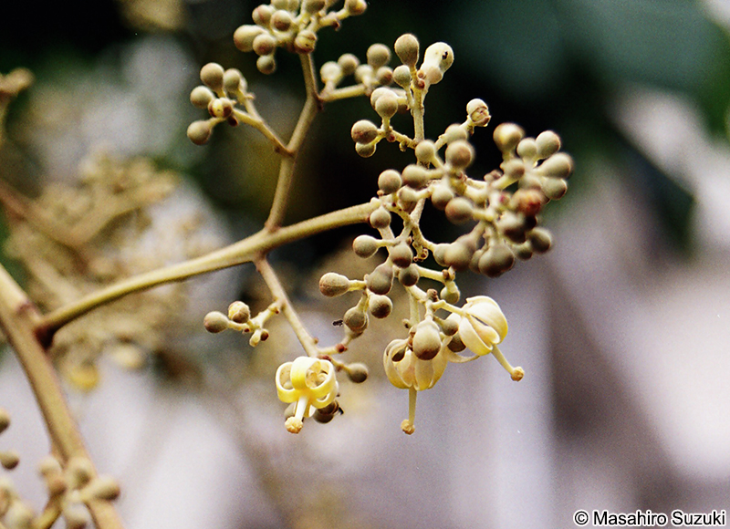 アオギリ Firmiana simplex