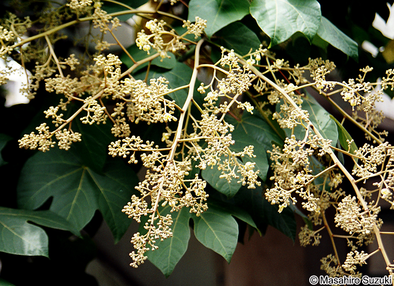 アオギリ Firmiana simplex