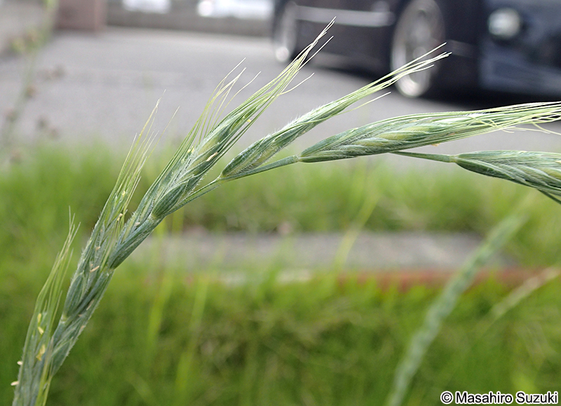 アオカモジグサ Elymus racemifer