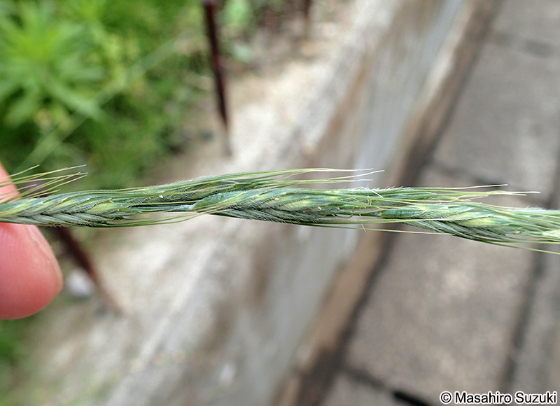 アオカモジグサ Elymus racemifer
