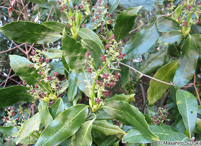 アオキ Aucuba japonica