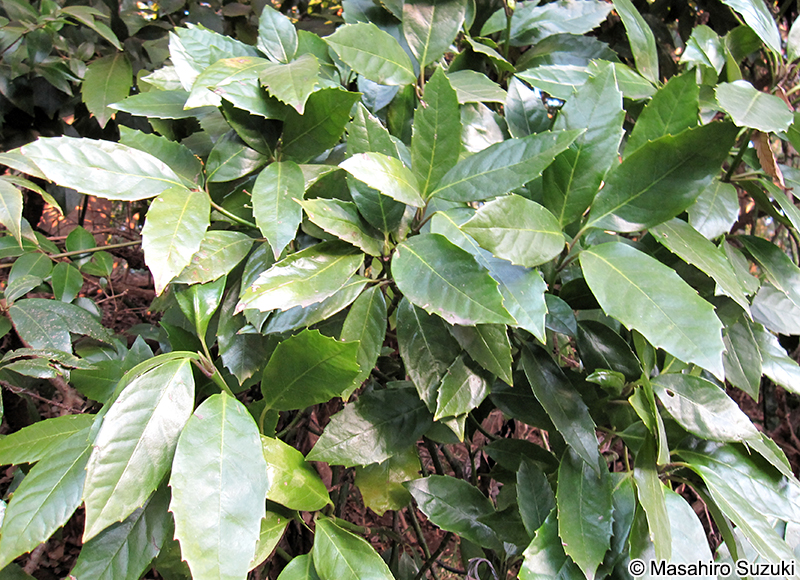 アオキ Aucuba japonica