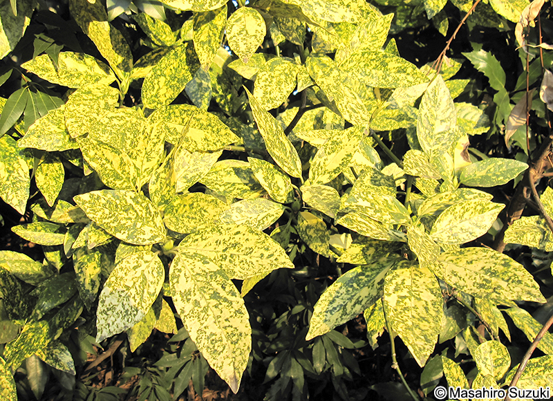 ゴールドストライク Aucuba japonica 'Goldstrike'