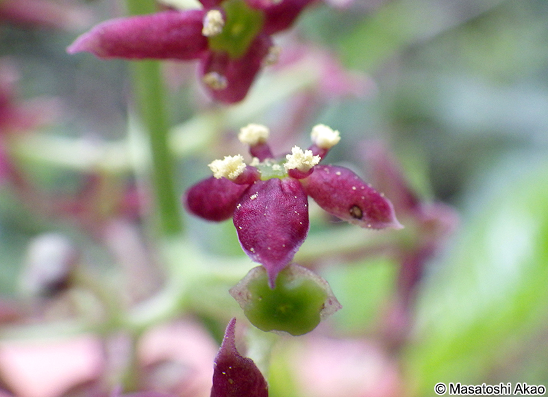 アオキの雄花