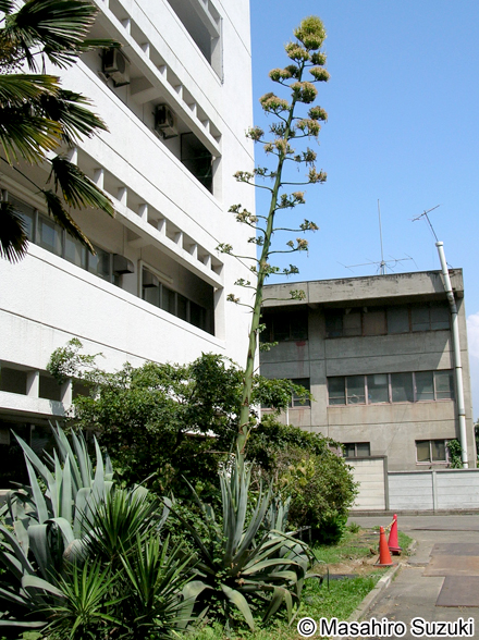 アオノリュウゼツラン Agave americana