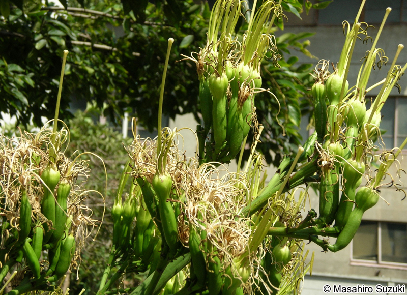 アオノリュウゼツランの花