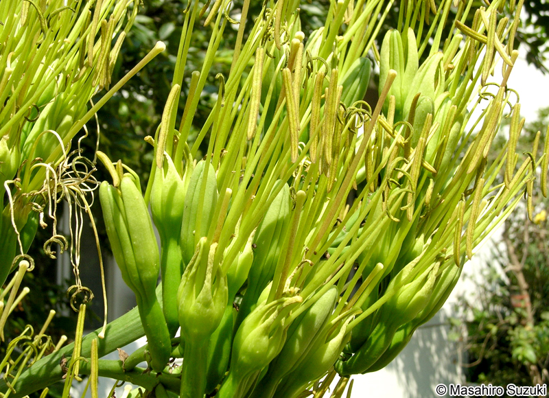 アオノリュウゼツランの花