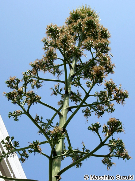 アオノリュウゼツラン Agave americana