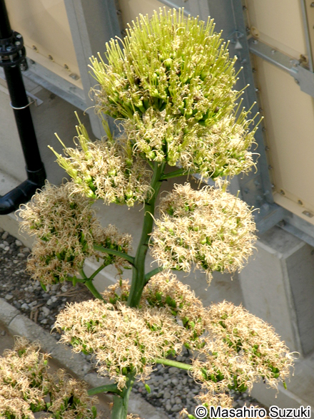 アオノリュウゼツラン Agave americana
