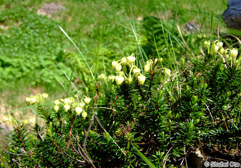 アオノツガザクラ Phyllodoce aleutica