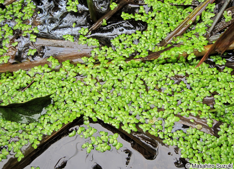 コウキクサ属 Lemna