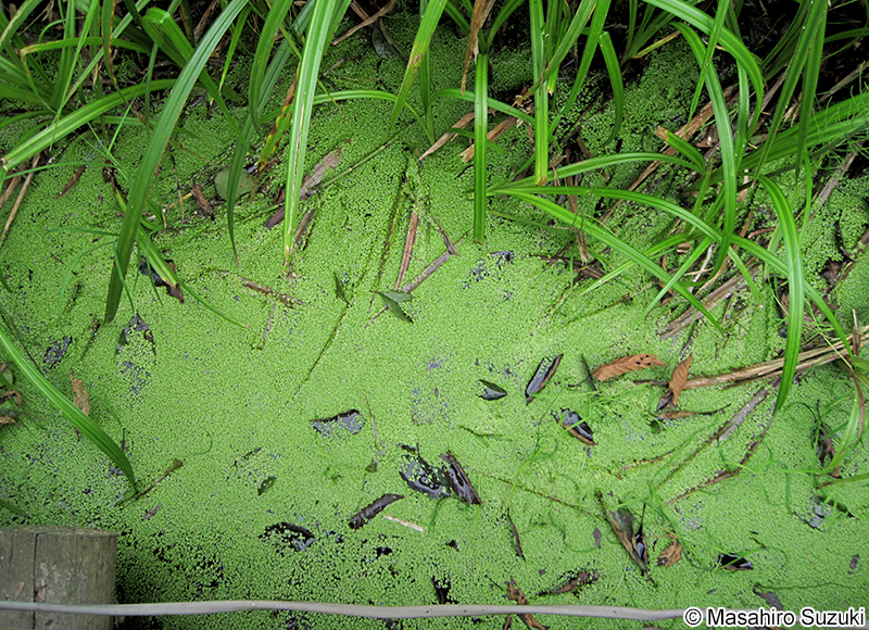 コウキクサ属 Lemna