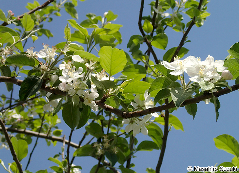 セイヨウリンゴ Malus pumila