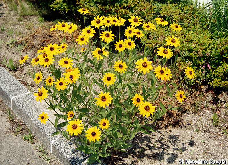 アラゲハンゴウソウ Rudbeckia hirta var. pulcherrima