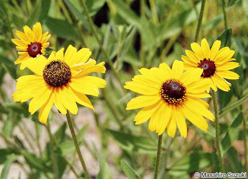 アラゲハンゴウソウ Rudbeckia hirta var. pulcherrima
