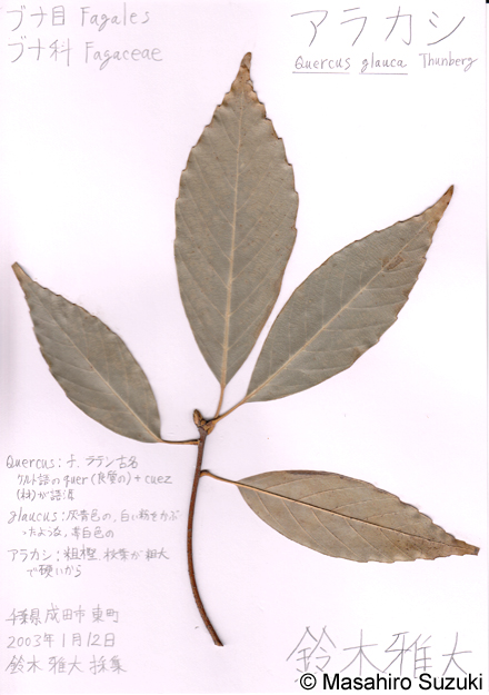 アラカシの押し葉