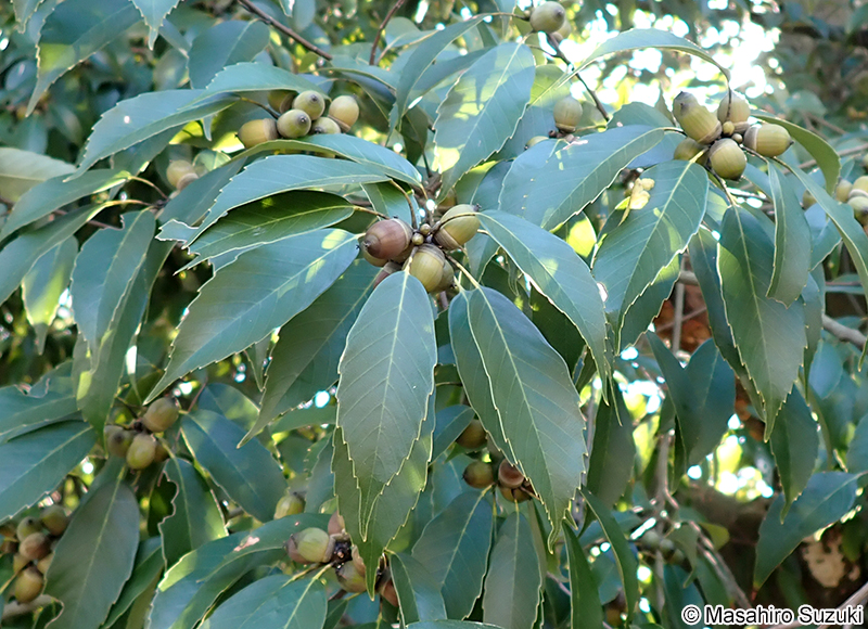 アラカシの果実