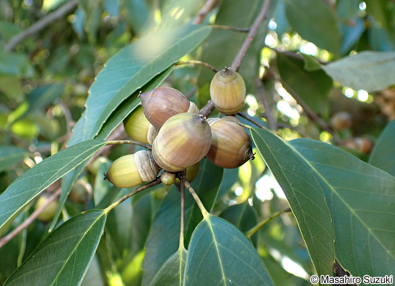アラカシの果実