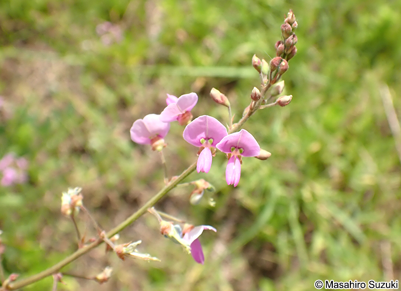 アレチヌスビトハギの花
