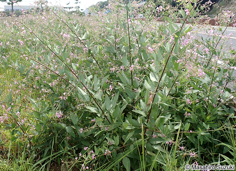 アレチヌスビトハギ Desmodium paniculatum