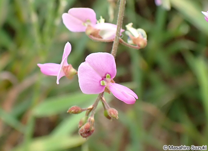 アレチヌスビトハギの花