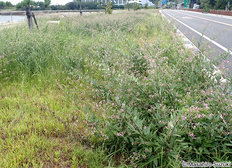 アレチヌスビトハギ Desmodium paniculatum