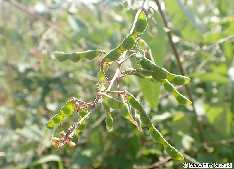 アレチヌスビトハギの果実