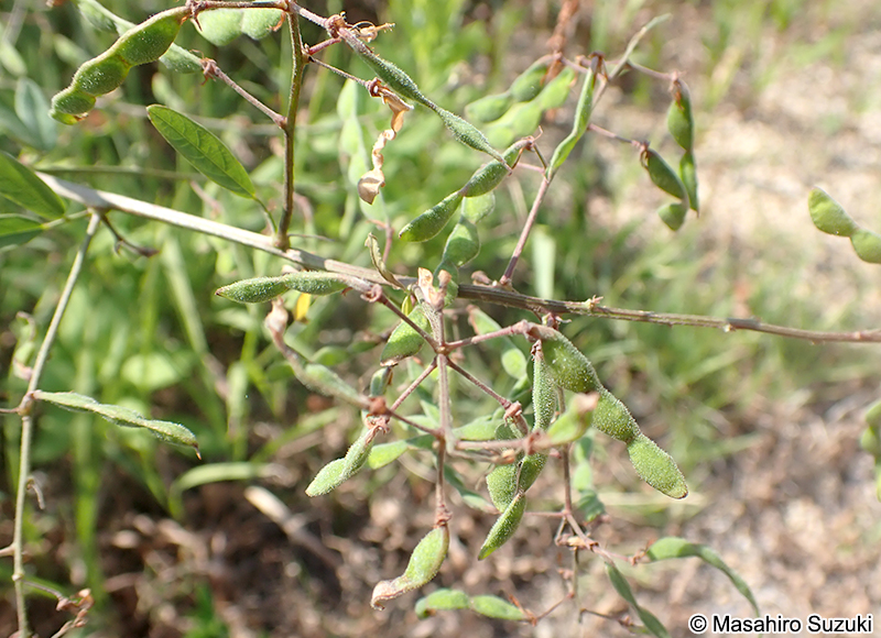 アレチヌスビトハギの果実