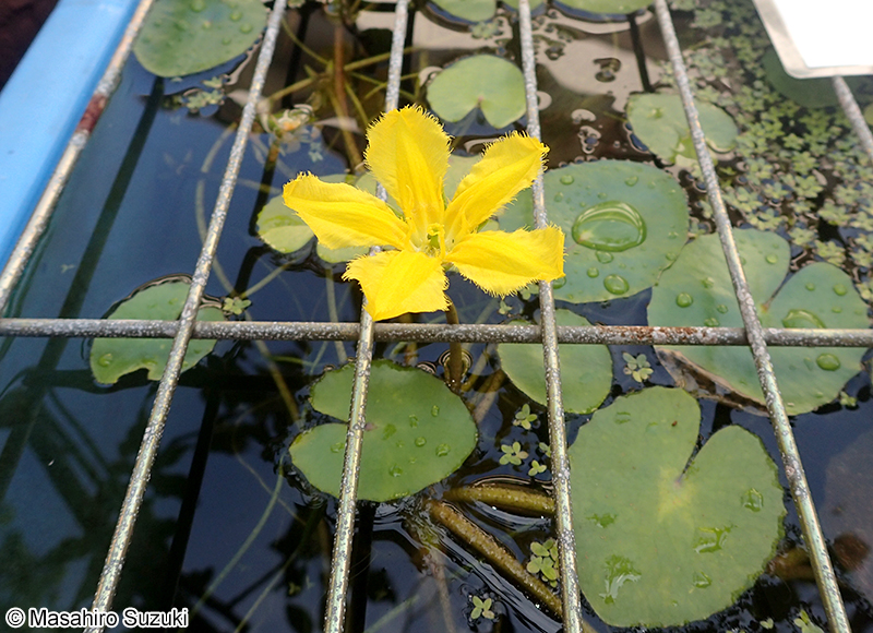 アサザ Nymphoides peltata