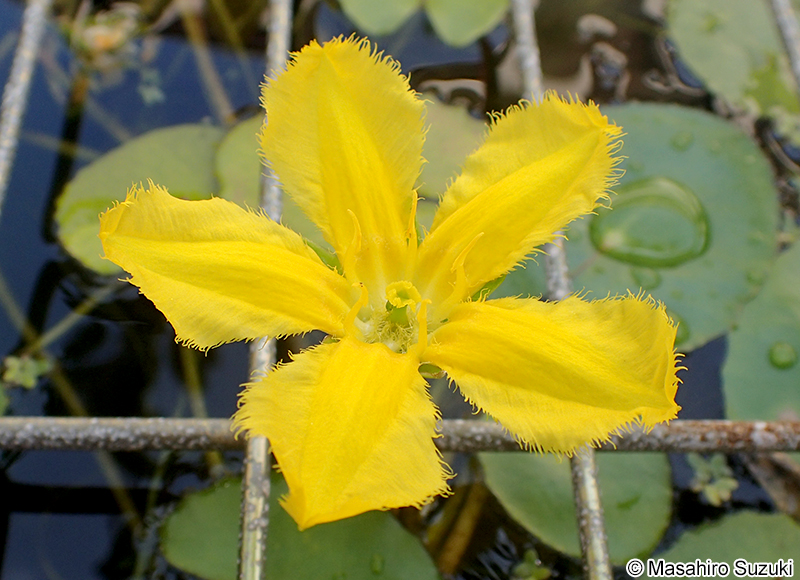 アサザ Nymphoides peltata