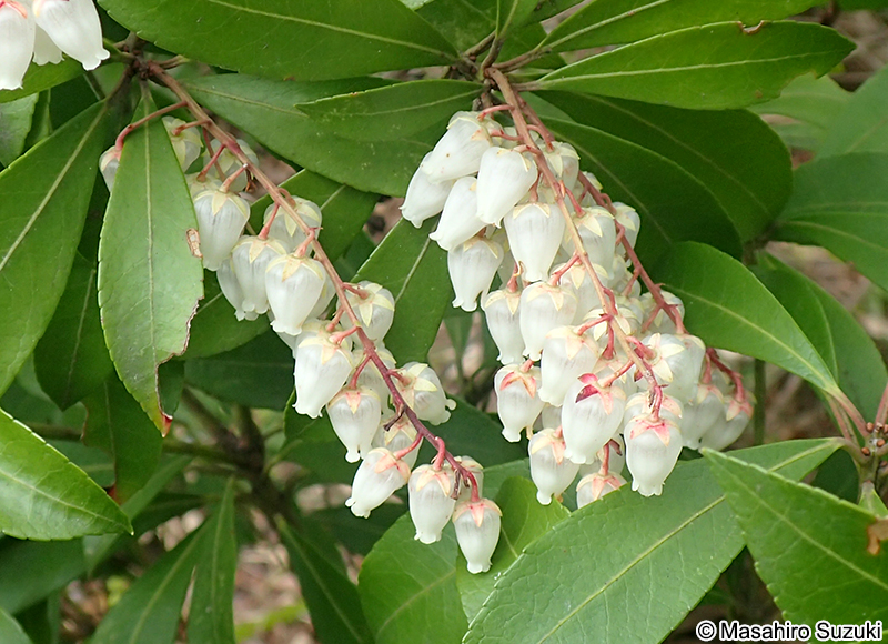 アセビ Pieris japonica