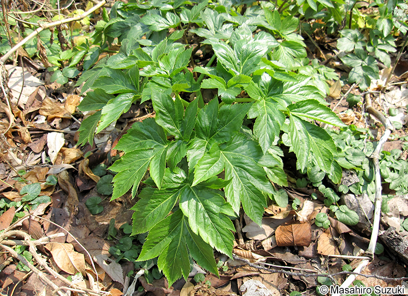 アシタバ Angelica keiskei