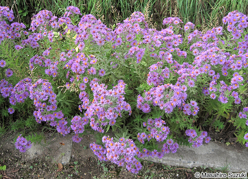 ユウゼンギク Symphyotrichum novi-belgii