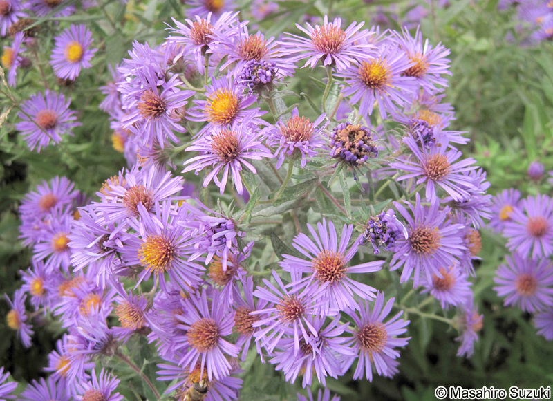 ユウゼンギク Symphyotrichum novi-belgii