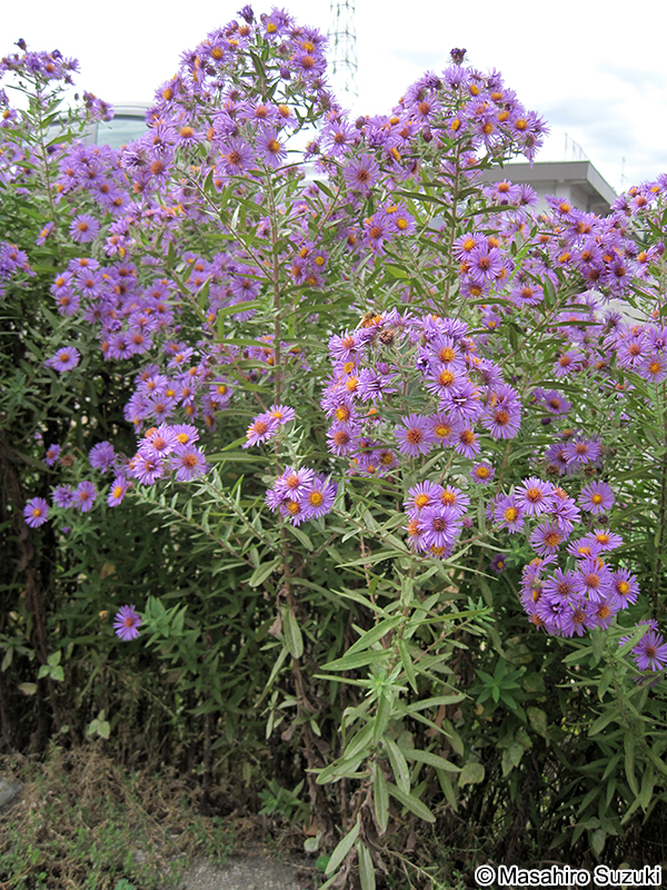 ユウゼンギク Symphyotrichum novi-belgii