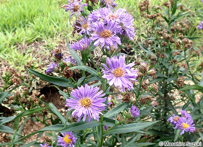 ユウゼンギク Symphyotrichum novi-belgii