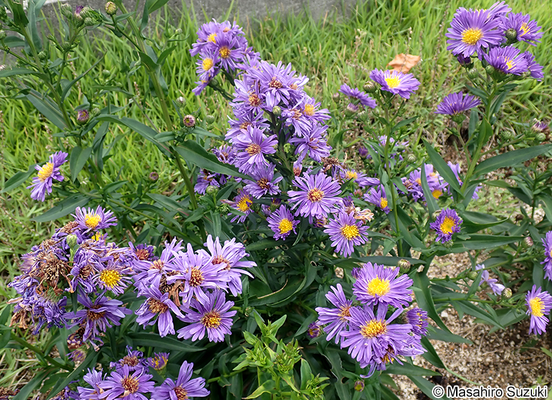 ユウゼンギク Symphyotrichum novi-belgii