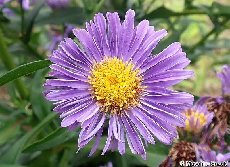 ユウゼンギク Symphyotrichum novi-belgii