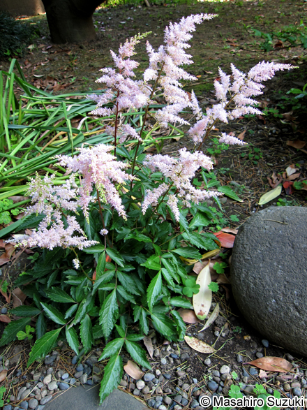 チダケサシ（アスチルベ） Astilbe microphylla
