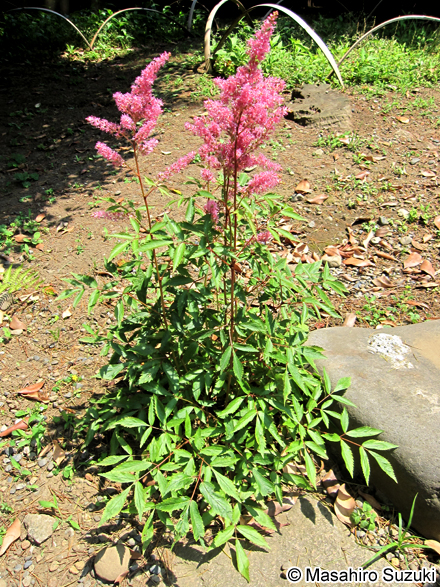 チダケサシ（アスチルベ） Astilbe microphylla