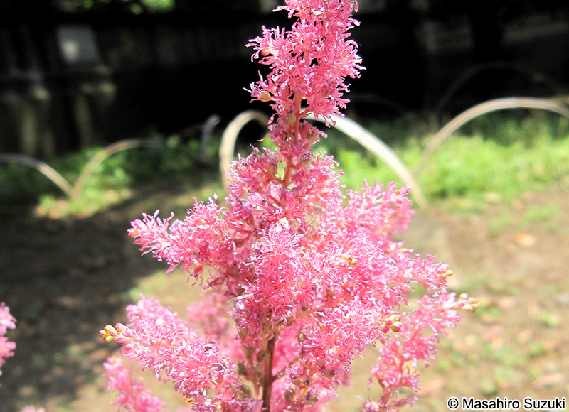 チダケサシ（アスチルベ） Astilbe microphylla