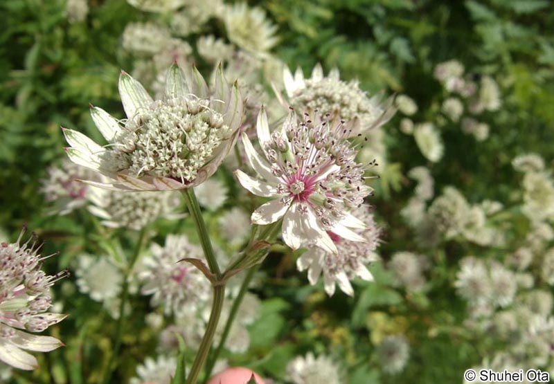 Astrantia major