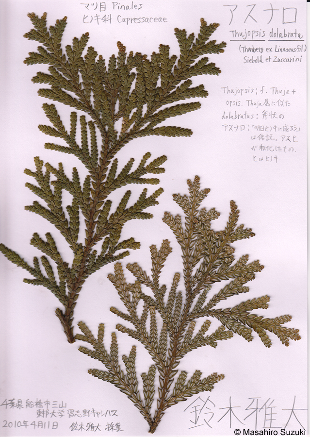 アスナロの押し葉