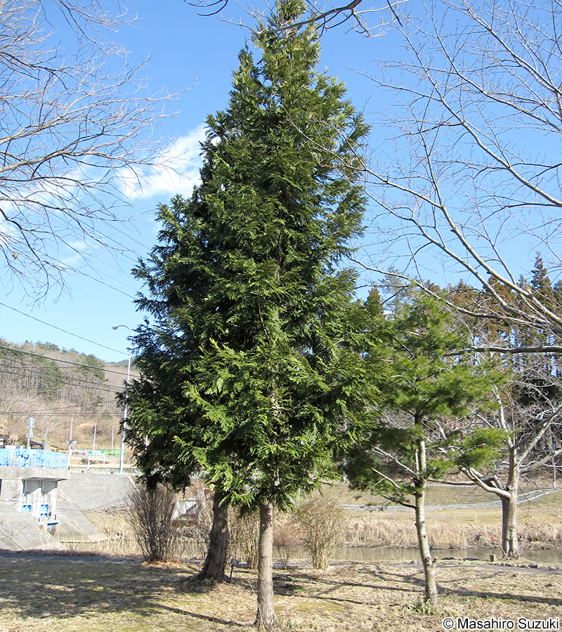 アスナロ Thujopsis dolabrata