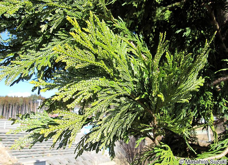 アスナロ Thujopsis dolabrata