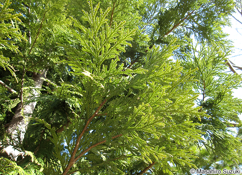 アスナロ Thujopsis dolabrata