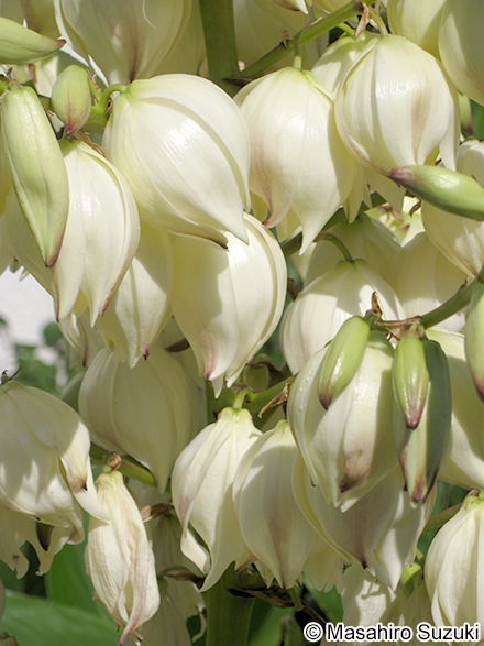 アツバキミガヨラン Yucca gloriosa