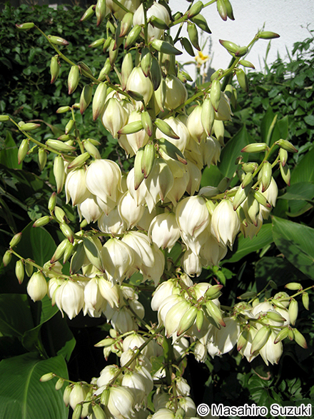 アツバキミガヨラン Yucca gloriosa