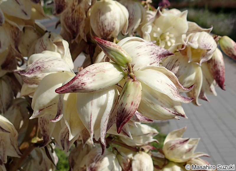 アツバキミガヨラン Yucca gloriosa