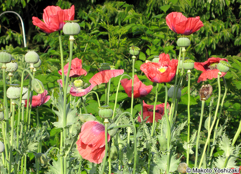 アツミゲシ Papaver setigerum